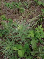 Lithospermum ruderale
