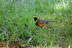 Turdus abyssinicus