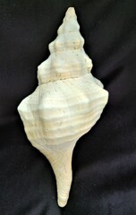 Triplofusus giganteus