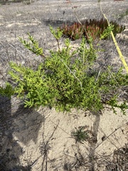Cupressus