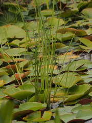 Trichophorum cespitosum