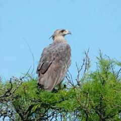 Buteogallus coronatus