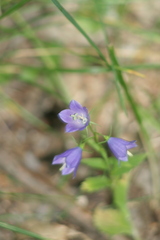 Campanula rhomboidalis