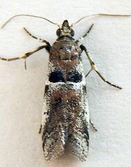 Quasisalebria admixta