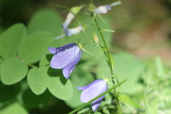 Campanula rhomboidalis