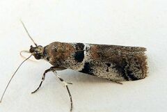 Quasisalebria admixta