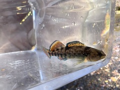 Etheostoma caeruleum