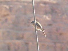 Ochthoeca oenanthoides