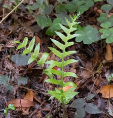 Polypodium californicum