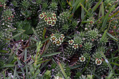 Euphorbia caput-medusae