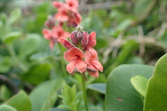Indigofera sinusalgoae