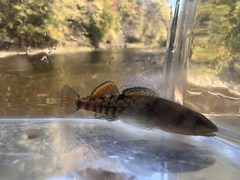 Etheostoma caeruleum