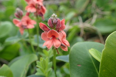 Indigofera sinusalgoae