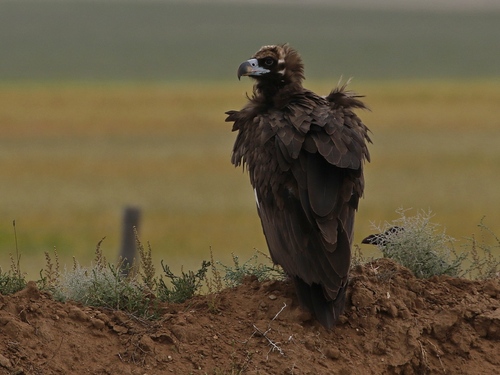 Cinereous Vulture