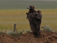Cinereous Vulture photo 6