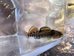 Etheostoma caeruleum