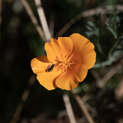 Eschscholzia