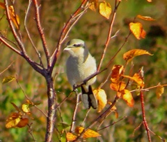Lanius borealis