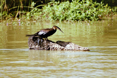 Anhinga rufa