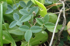Indigofera sinusalgoae