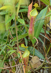 Nepenthes