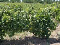 Vitis vinifera