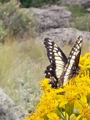 Catasticta nimbice