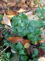 Pachysandra terminalis