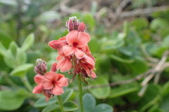 Indigofera sinusalgoae
