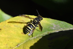 Ancistrocerus bustamente