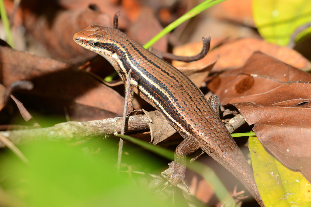 Lapu-Lapu's Sun Skink