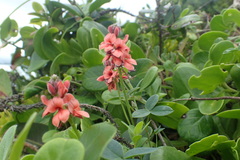 Indigofera sinusalgoae