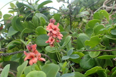 Indigofera sinusalgoae