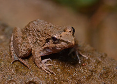 Limnonectes leytensis