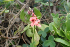 Indigofera sinusalgoae
