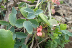 Indigofera sinusalgoae