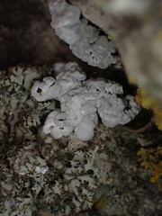 Toninia candida