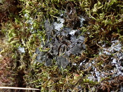 Leptochidium albociliatum