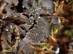 Leptochidium albociliatum