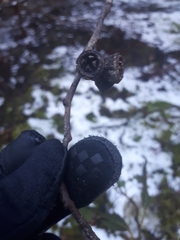 Eucalyptus johnstonii