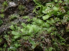 Fissidens osmundioides