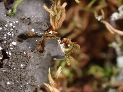 Leptochidium albociliatum