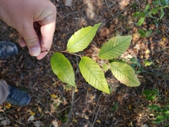 Ulmus alata
