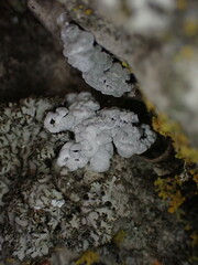 Toninia candida