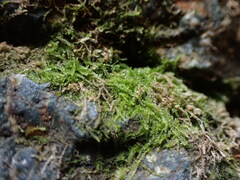 Fuscocephaloziopsis lunulifolia