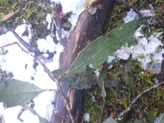 Eucalyptus johnstonii