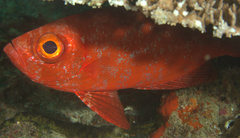 Priacanthus hamrur
