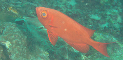 Priacanthus hamrur