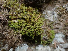 Amphidium californicum