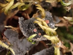 Leptochidium albociliatum